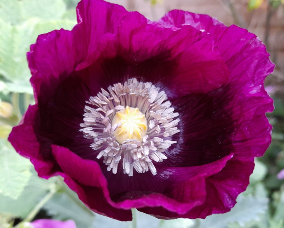 Lauren's Grape poppy