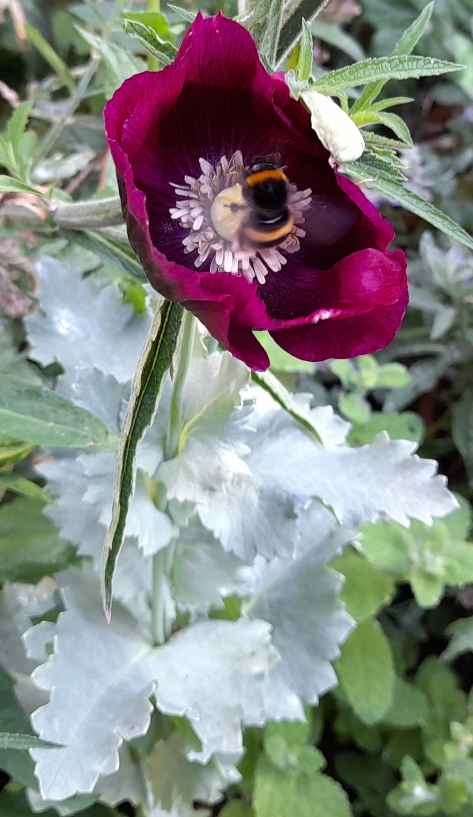 Lauren's Grape poppy
