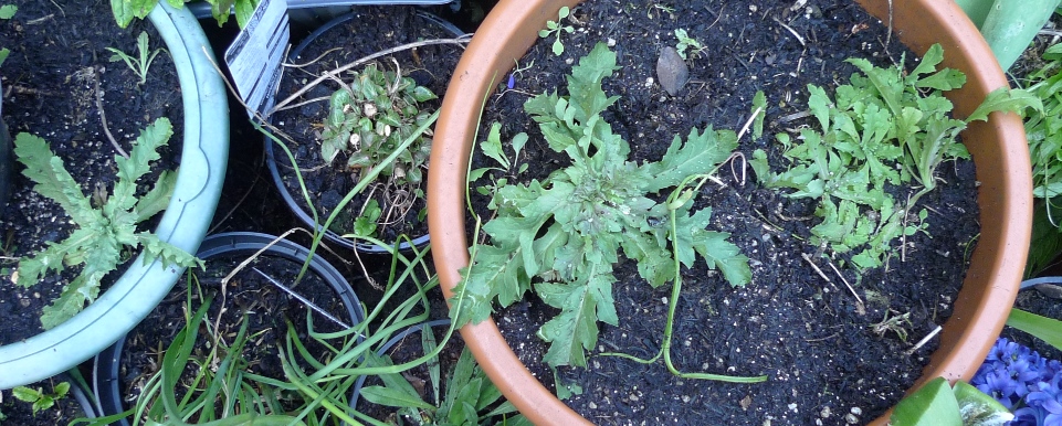 laurens grape poppy seedlings