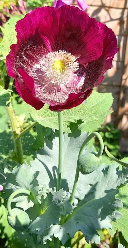Lauren's Grape poppy bee