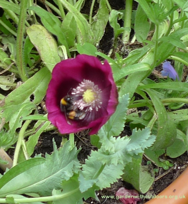 lauren's grape poppy with bee
