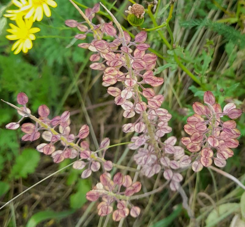lepidium seeds