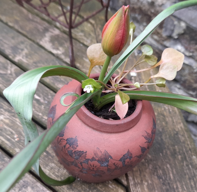 Little Princess tulip