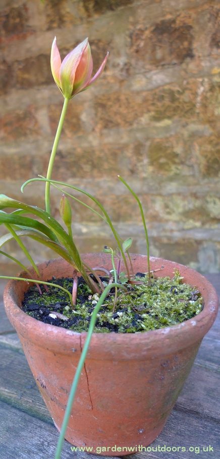 Little Princess tulip