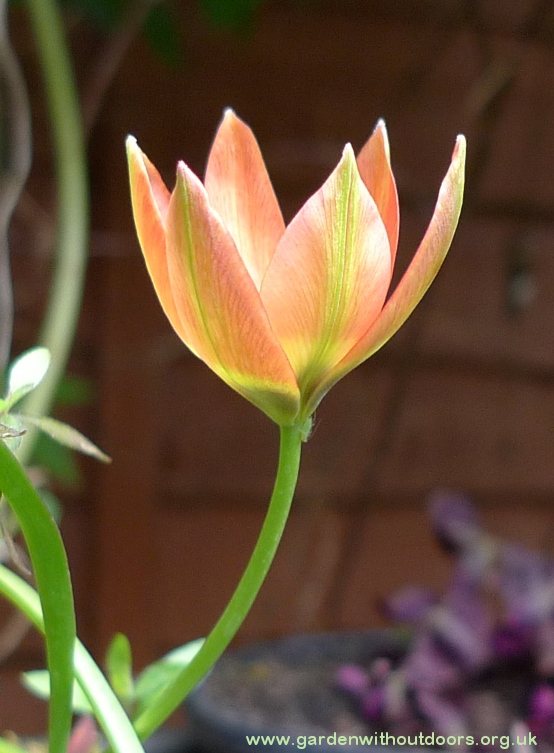 Little Princess tulip