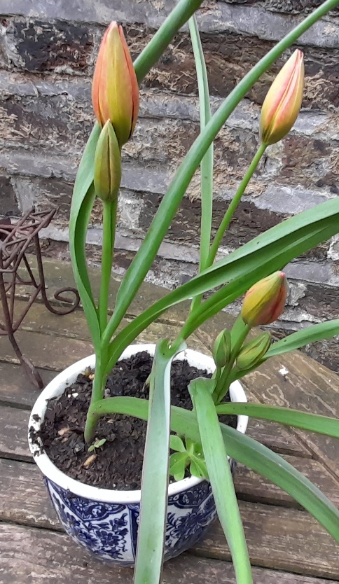 Little Princess tulips