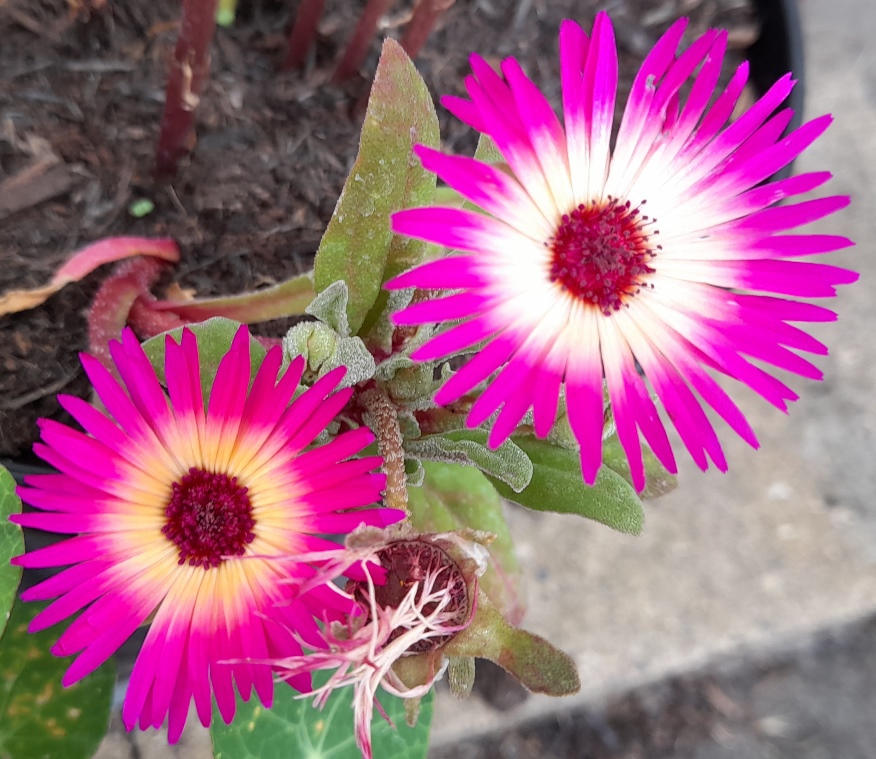 livingstone daisy