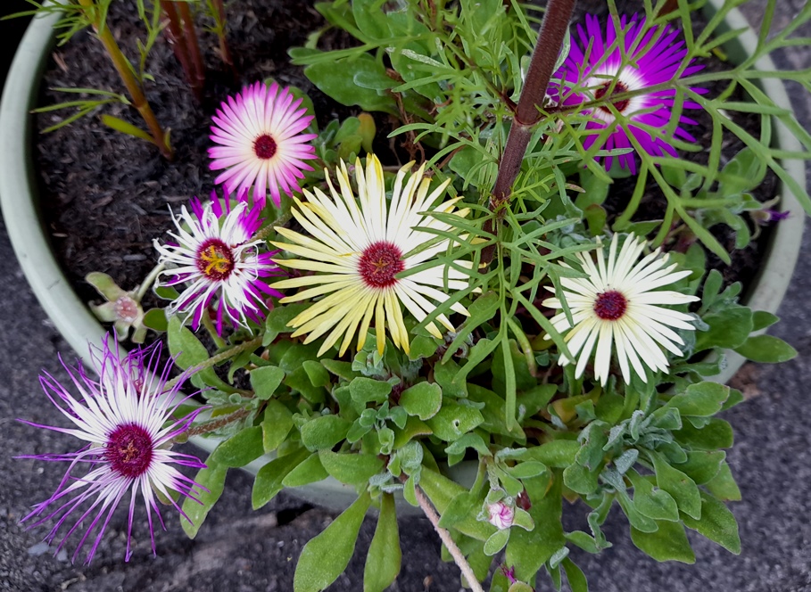 livingstone daisy