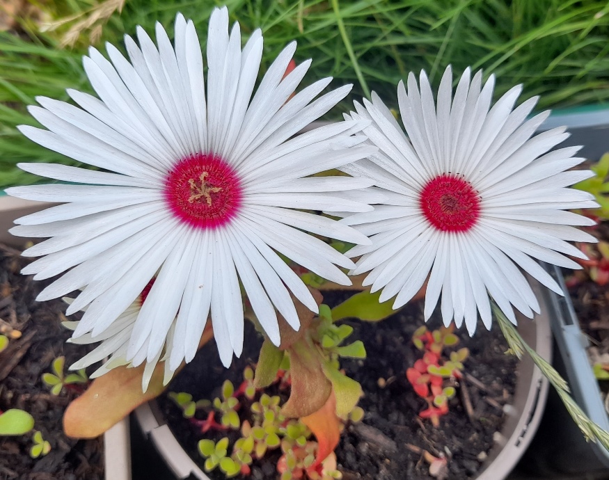 livingstone daisy
