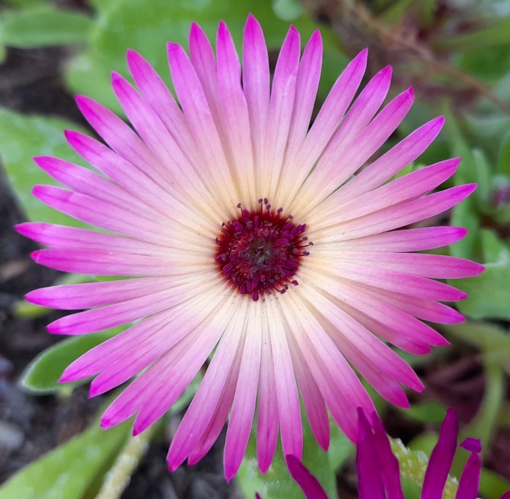 livingstone daisy