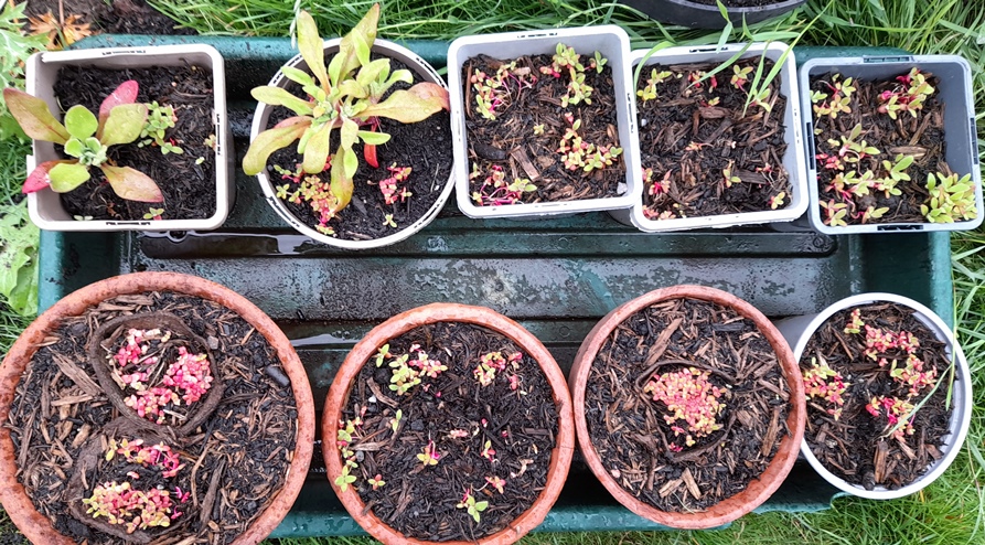 livingstone daisy Cleretum bellidiforme Mesembryanthemum