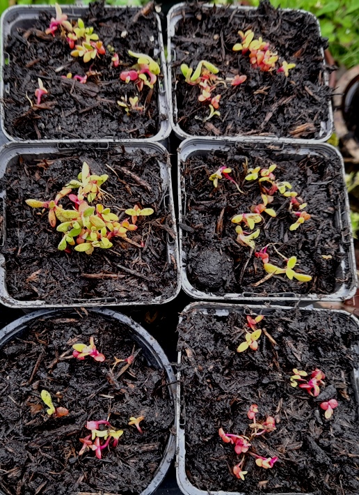 livingstone daisy Cleretum bellidiforme Mesembryanthemum