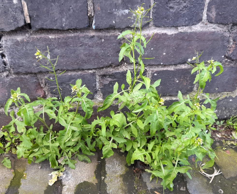 London rocket Sisymbrium irio