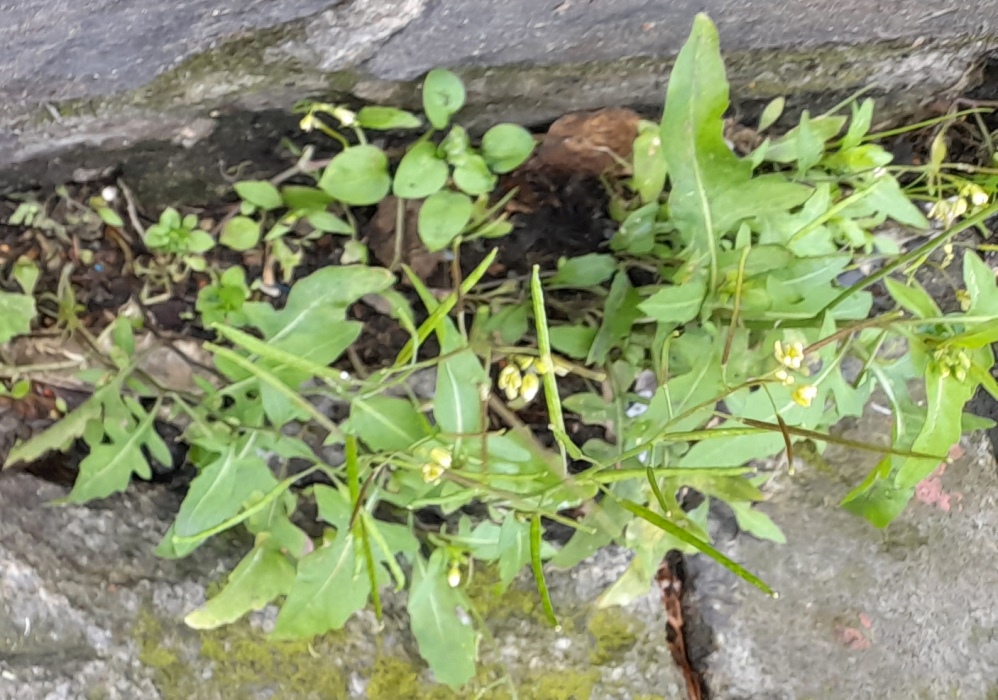 London rocket Sisymbrium irio