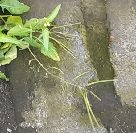 London rocket Sisymbrium irio