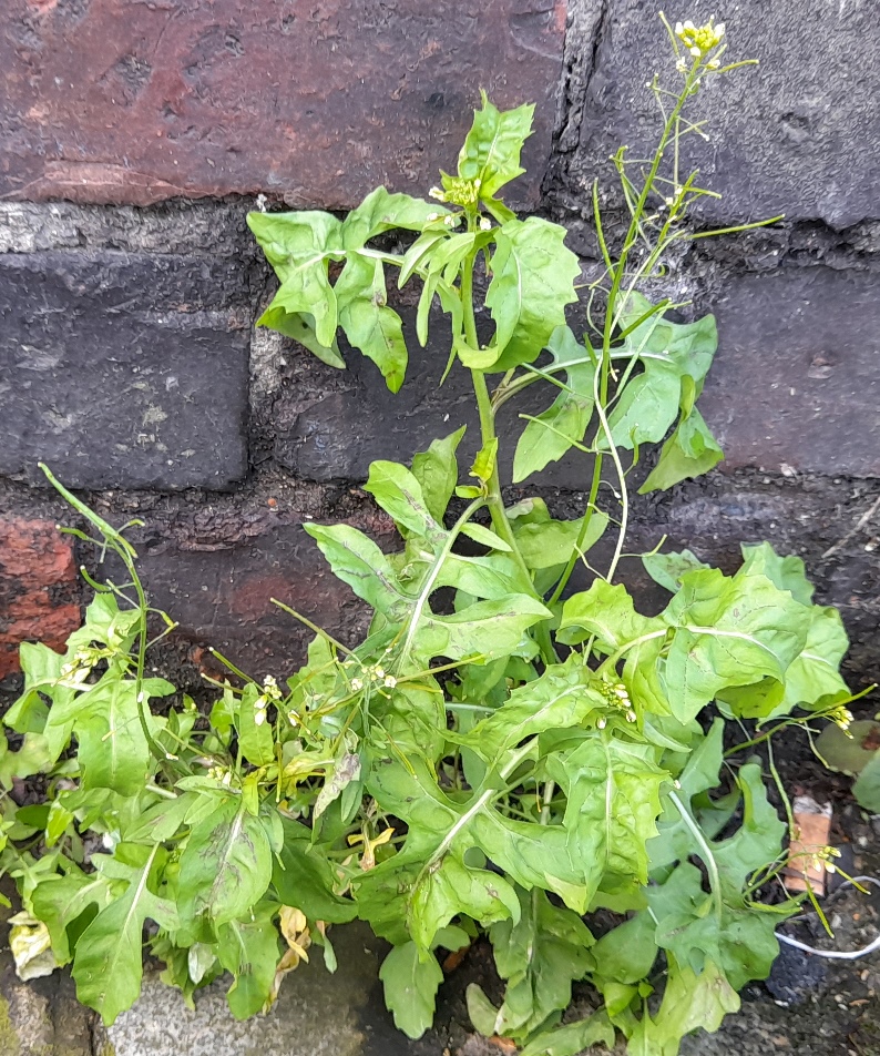 London rocket Sisymbrium irio