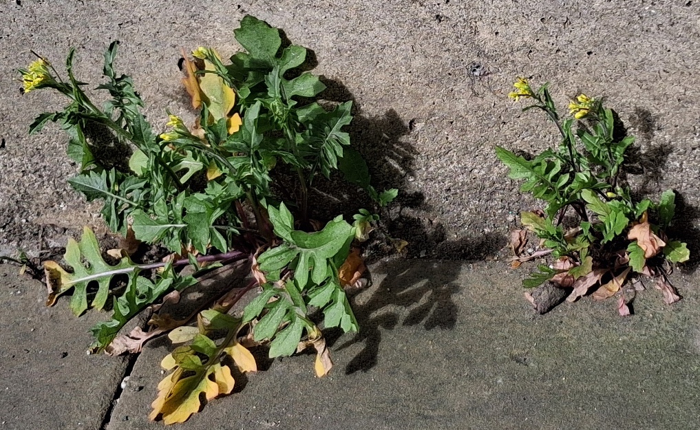 London rocket Sisymbrium irio