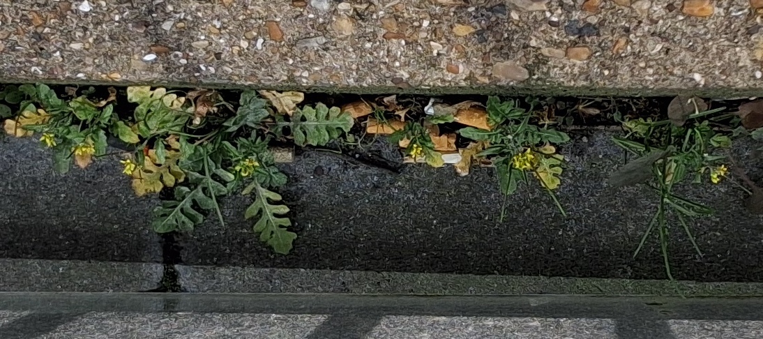 london rocket sisymbrium irio