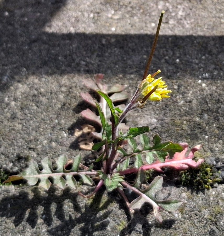 London rocket Sisymbrium irio