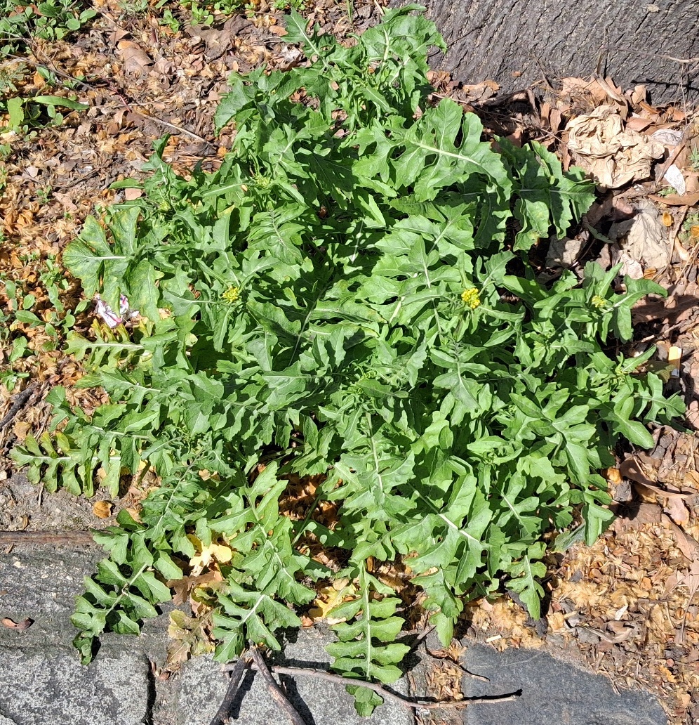 london rocket sisymbrium irio