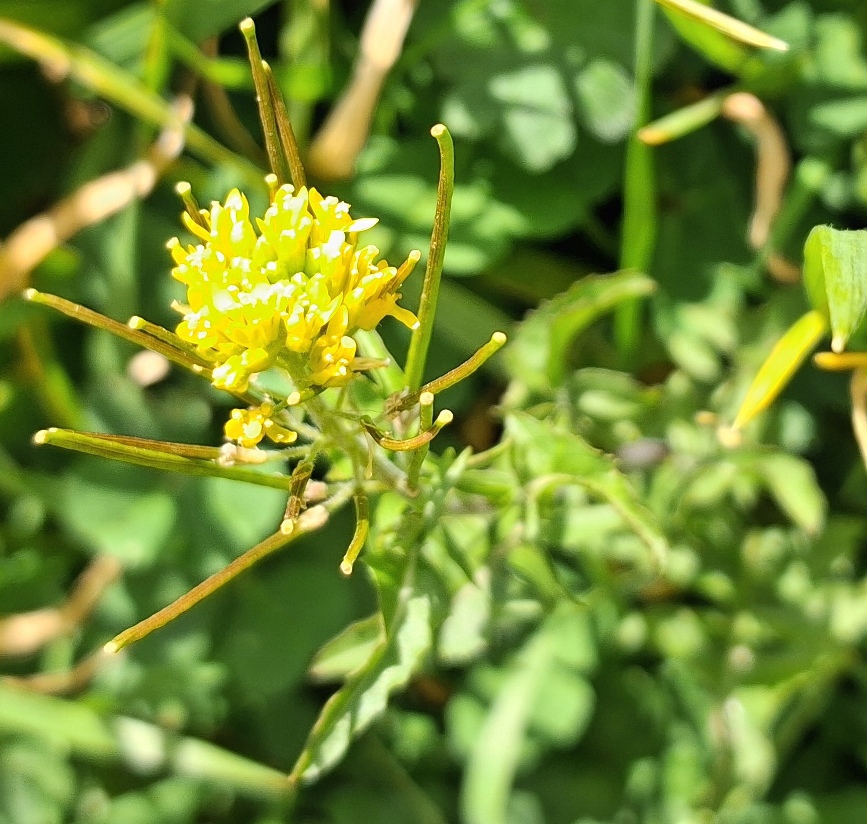 london rocket sisymbrium irio