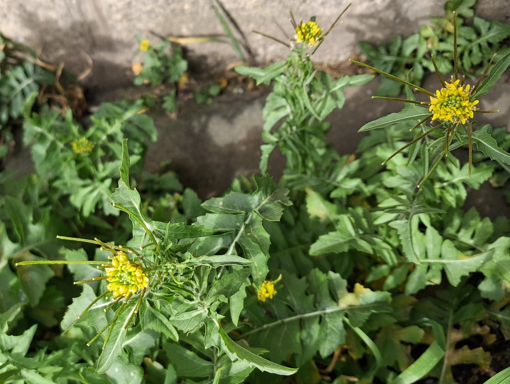 London rocket Sisymbrium irio