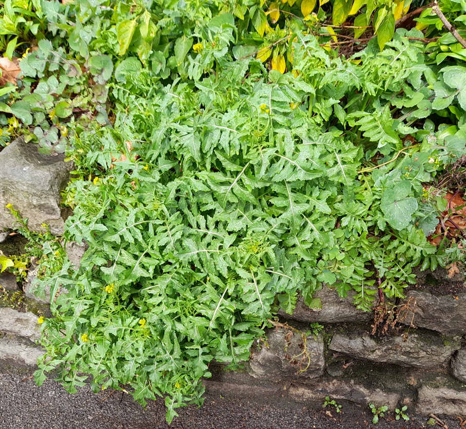 London rocket Sisymbrium irio