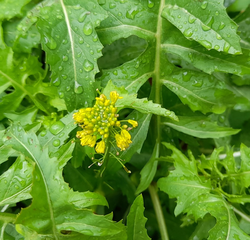 London rocket Sisymbrium irio