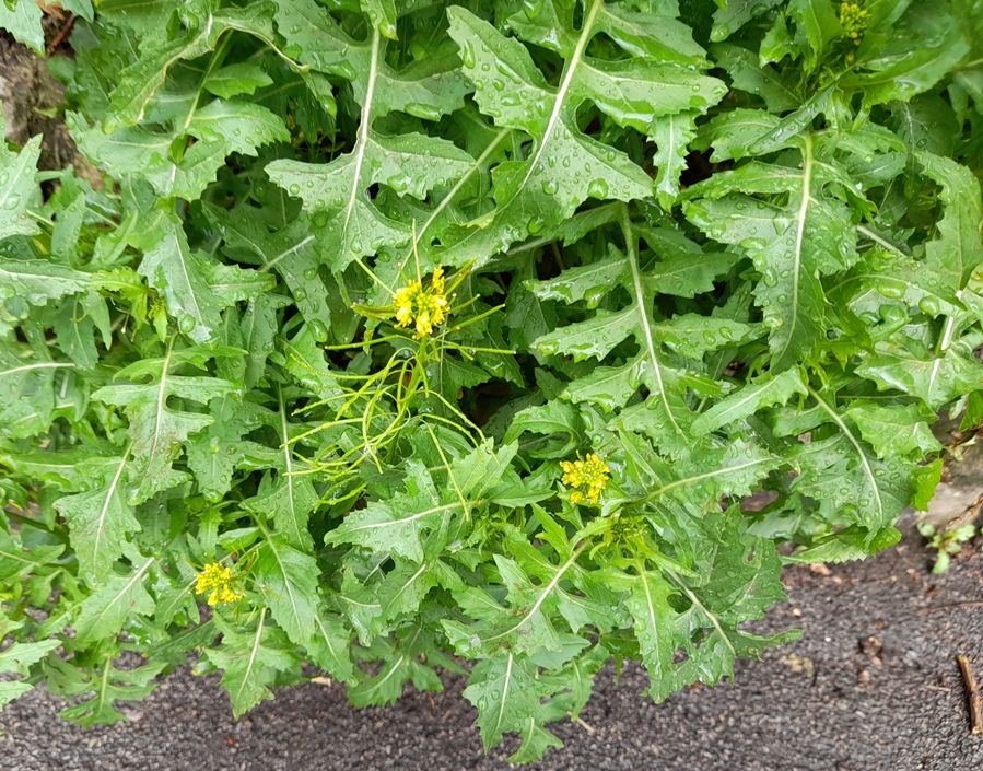 London rocket Sisymbrium irio