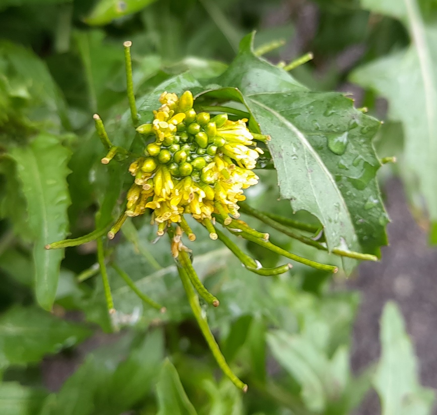 London rocket Sisymbrium irio