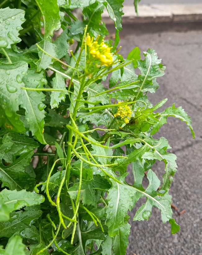 London rocket Sisymbrium irio