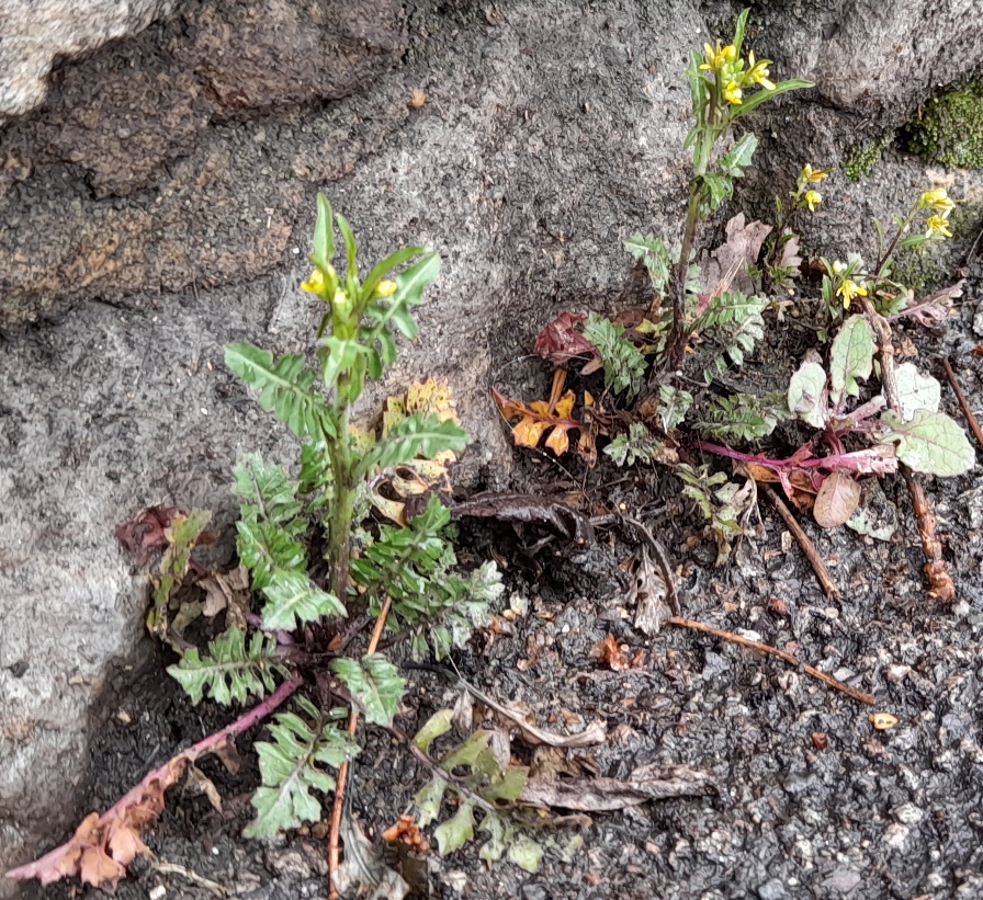 london rocket sisymbrium irio