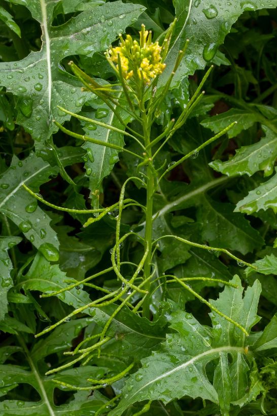 london sisymbrium irio