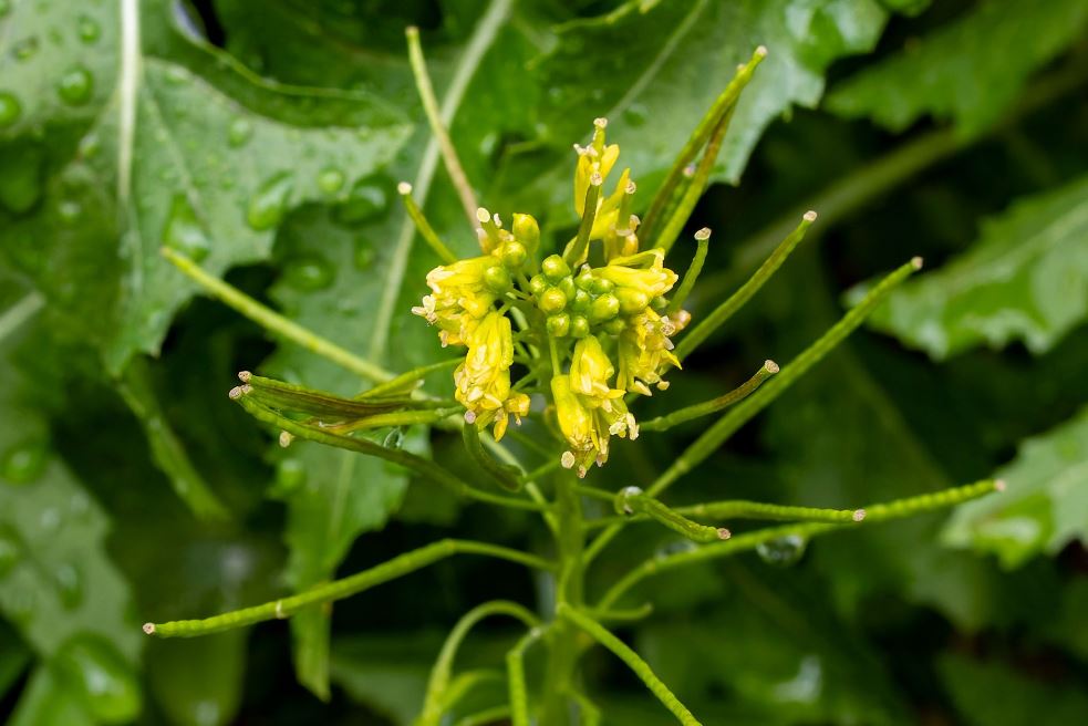 london sisymbrium irio