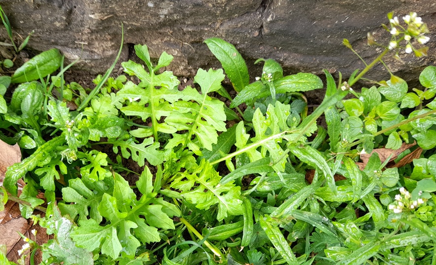 London rocket Sisymbrium irio