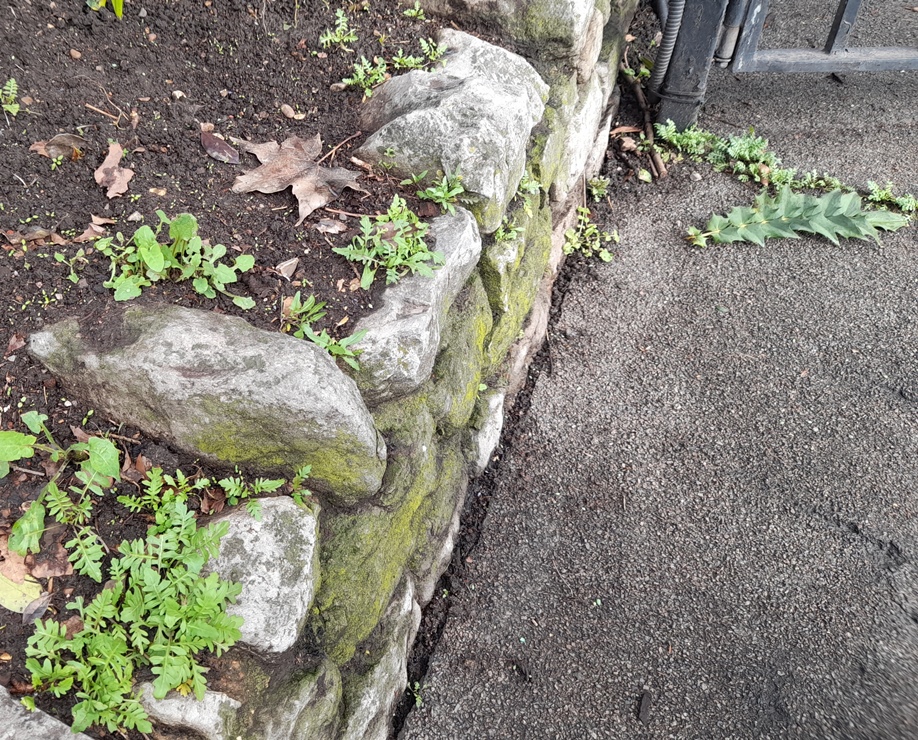 London rocket (Sisymbrium irio)