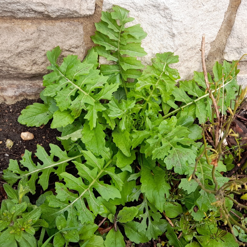 London rocket Sisymbrium irio