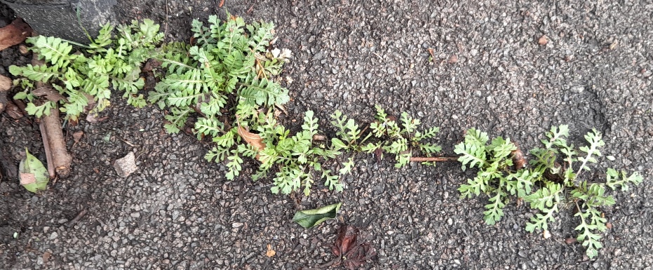 London rocket Sisymbrium irio