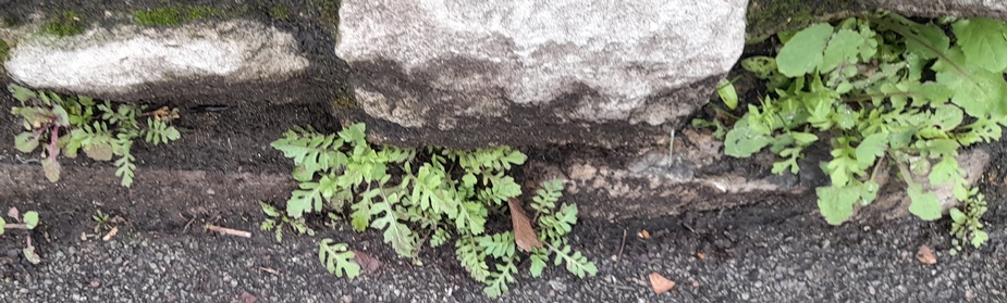 London rocket Sisymbrium irio