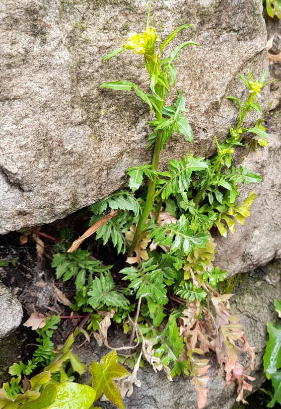 London rocket Sisymbrium irio