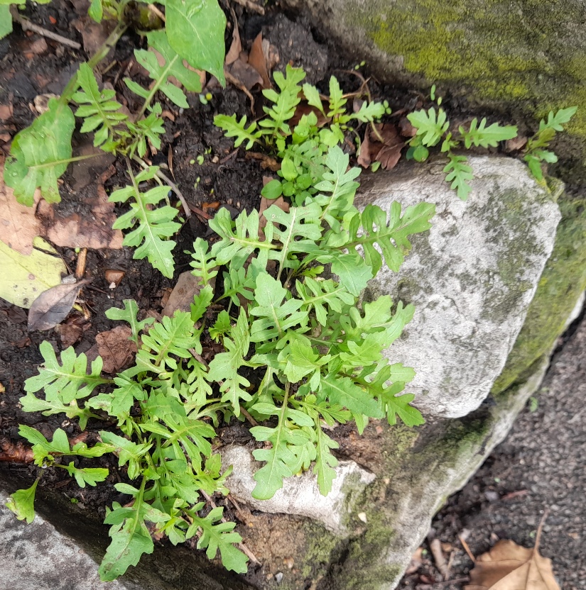 london rocket Sisymbrium irio tower hill