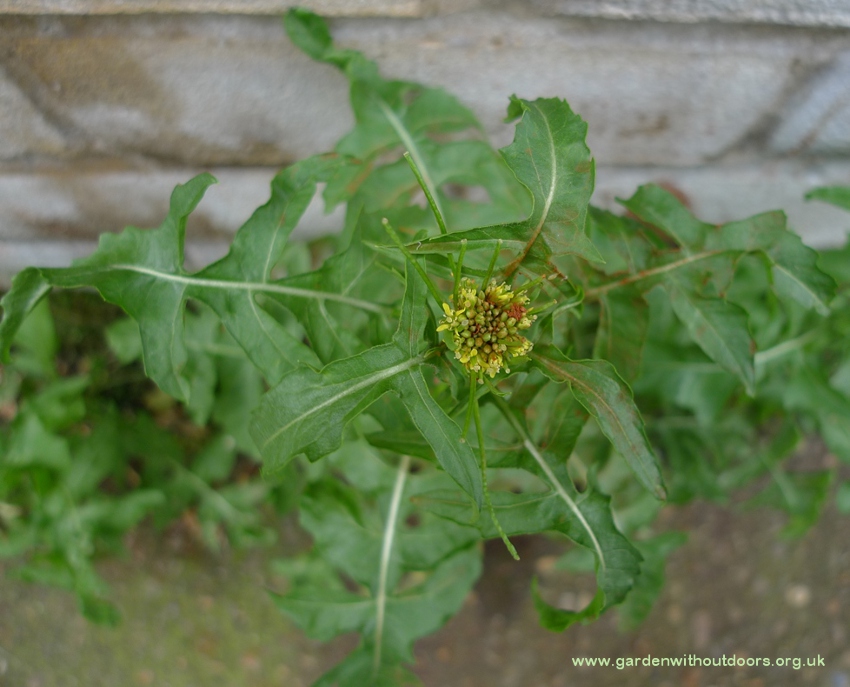 london rocket Sisymbrium irio