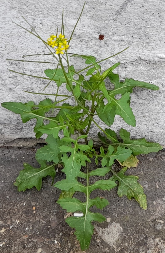 london rocket sisymbrium irio