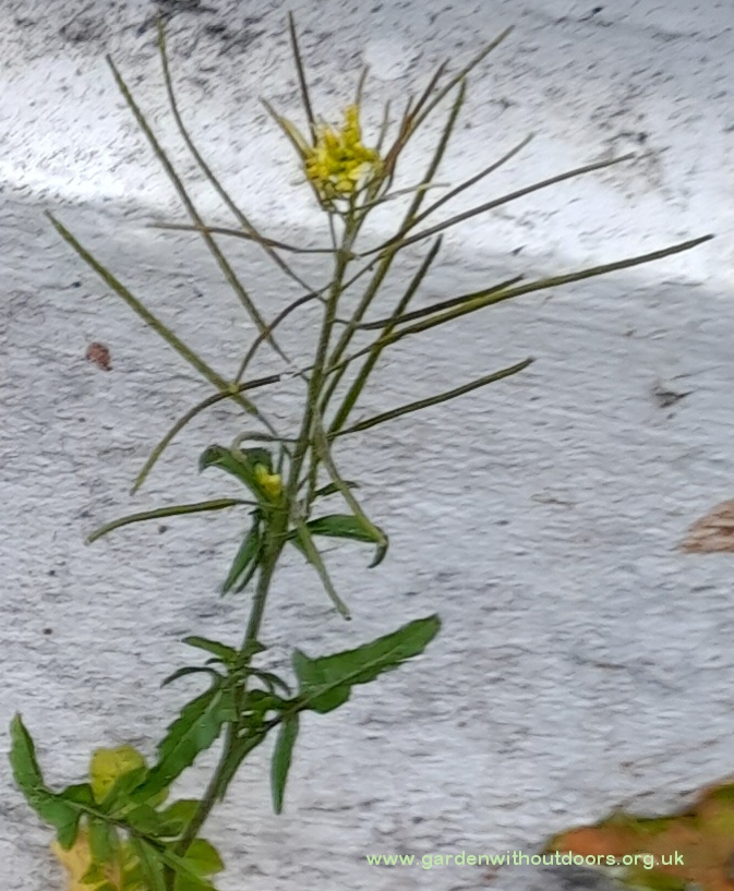 london rocket sisymbrium irio