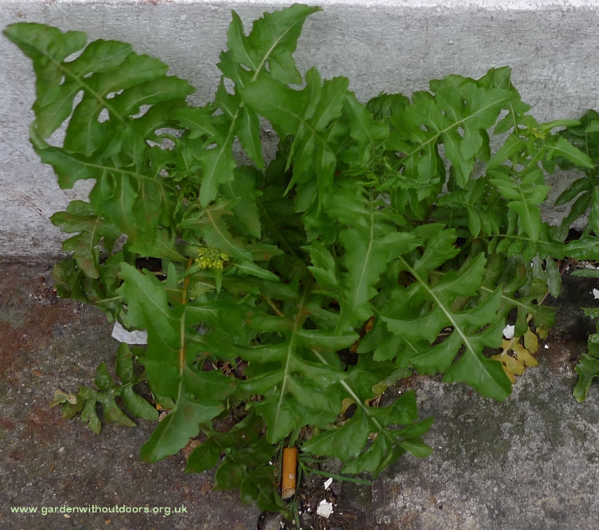 london rocket Sisymbrium irio