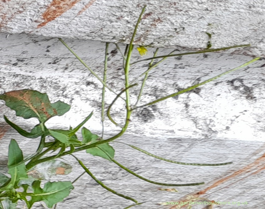 london rocket sisymbrium irio