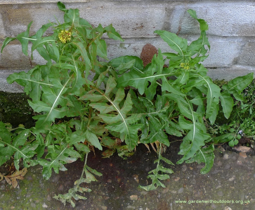 london rocket Sisymbrium irio