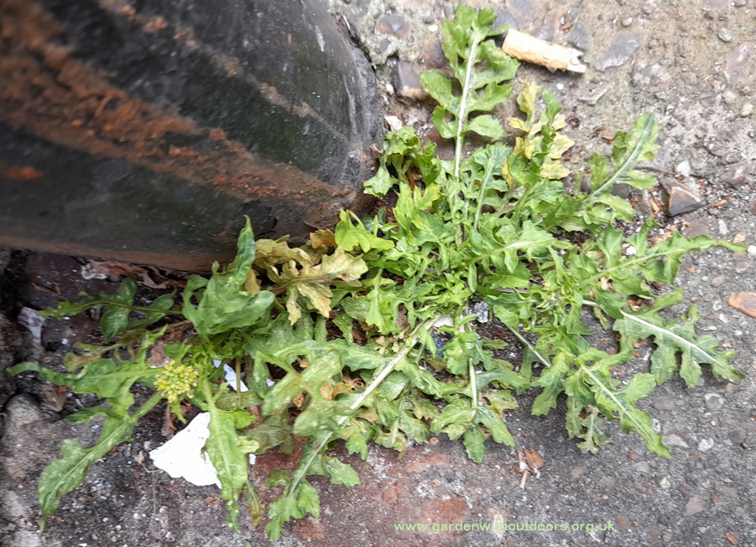 london rocket sisymbrium irio