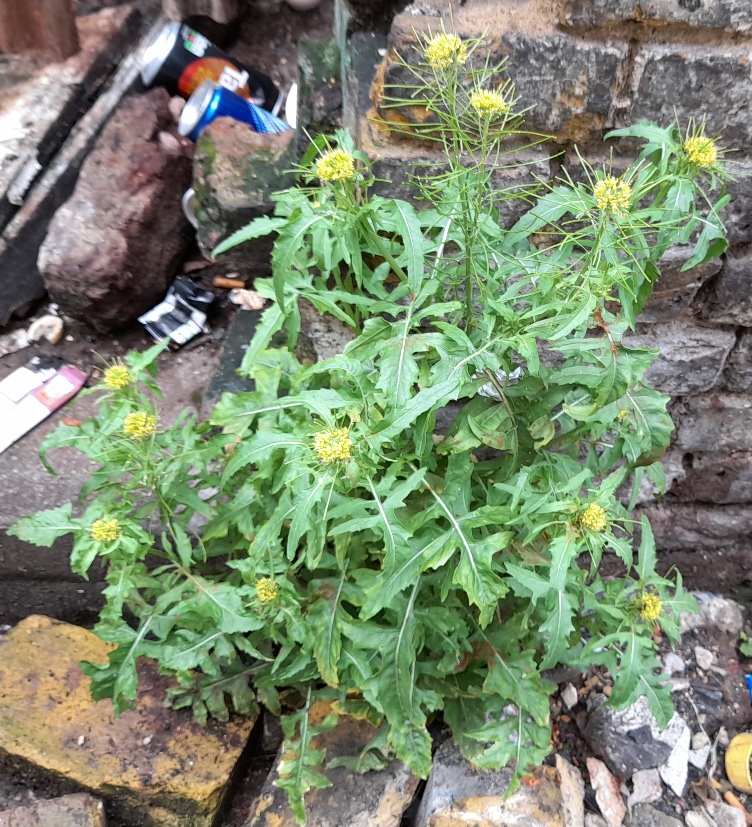 London rocket Sisymbrium irio