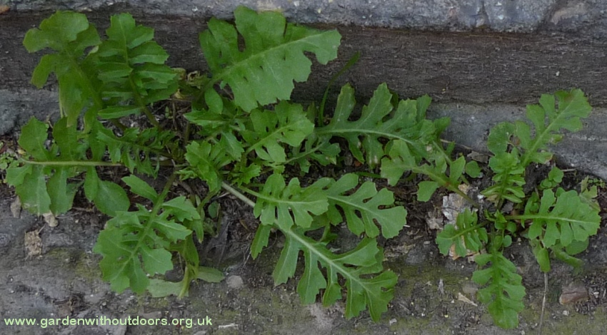london rocket sisymbrium irio